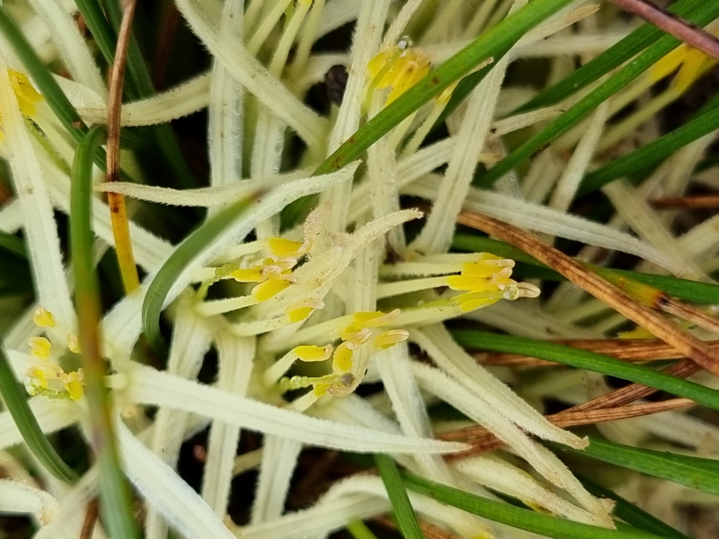 androstemma